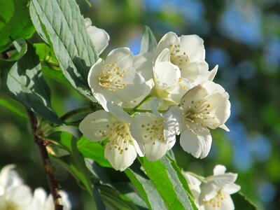 Blooming jasmine white flowers beautiful flower