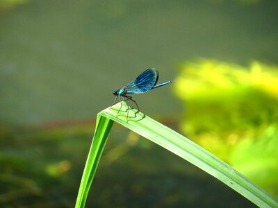 Summer dragonfly banded demoiselle photo