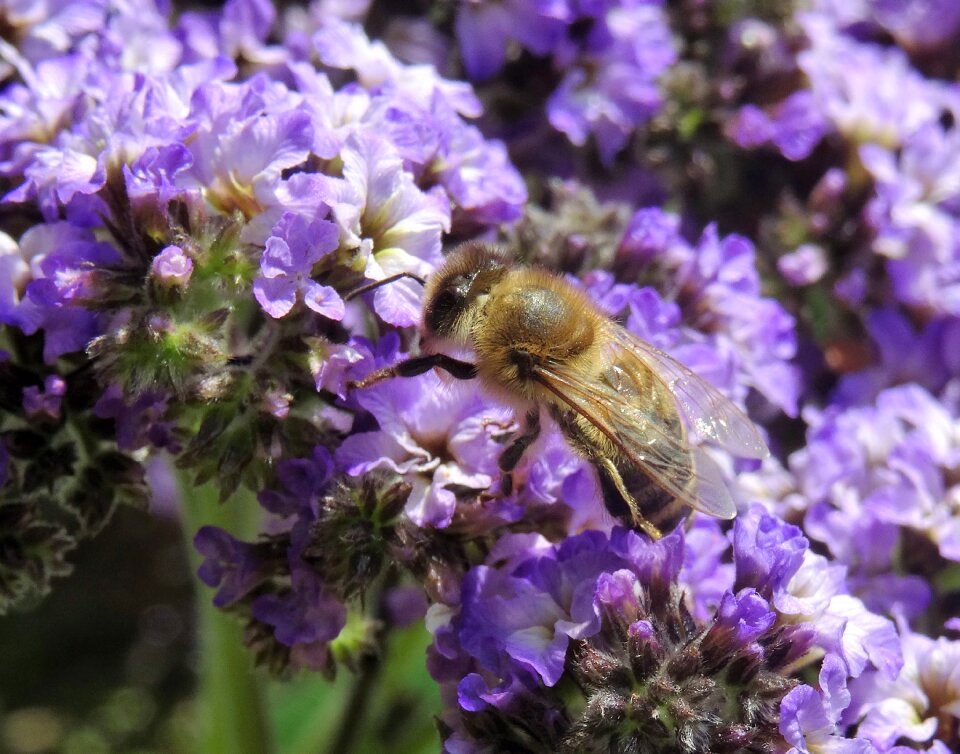 Honey plant insect photo