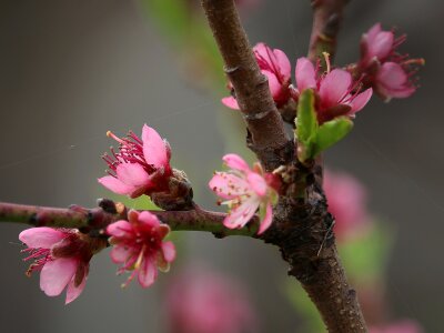 Nature plant bud