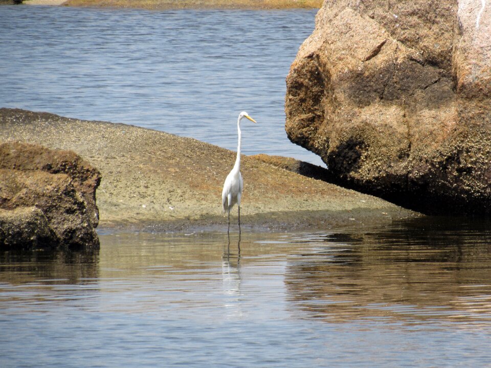 Outdoors landscape birds