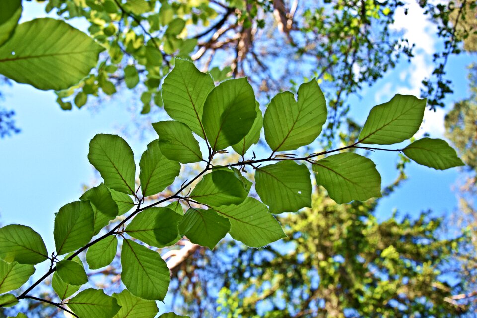 Tree nature branch