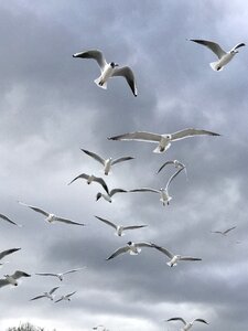 Seagull nature flight