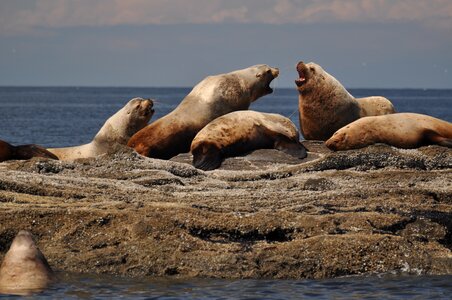 Coast nature seal photo