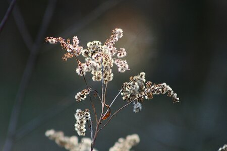 Plant season winter photo