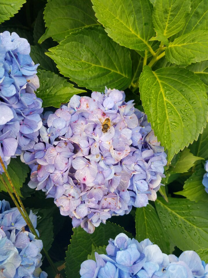 Leaf garden hydrangea