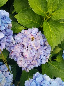 Leaf garden hydrangea