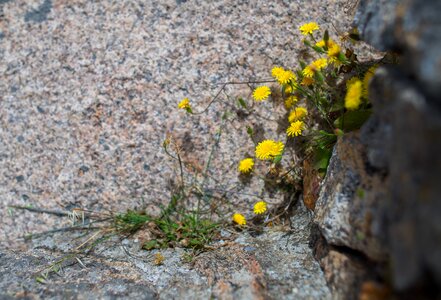 Flower stone corsica photo