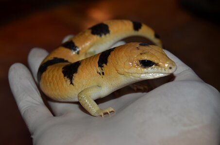 Wild life zoology animalia