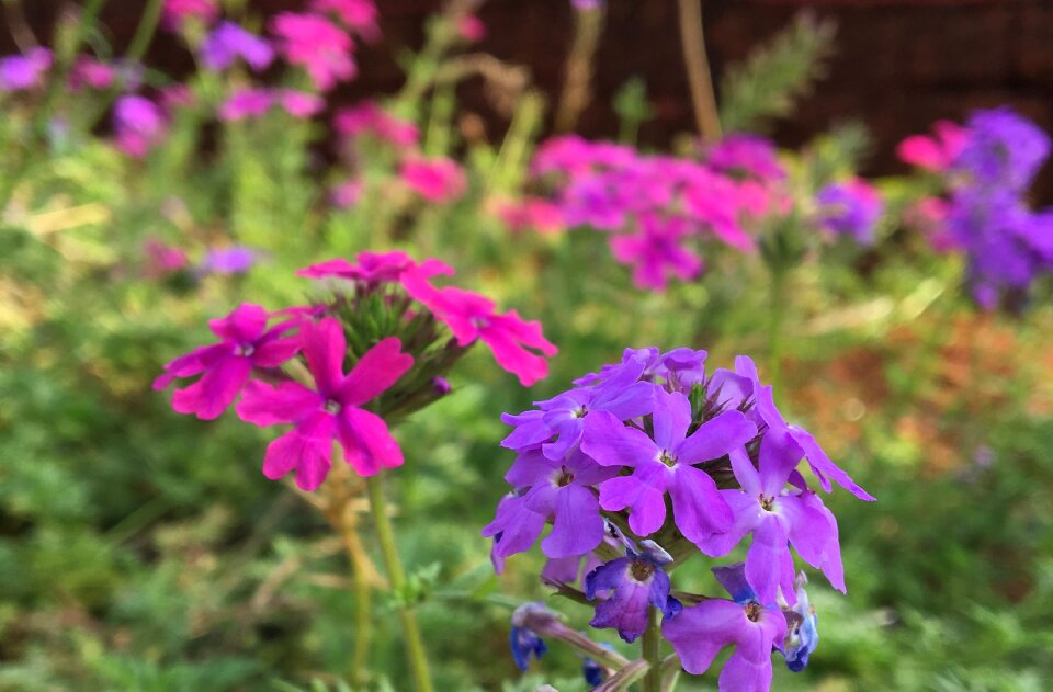 Garden summer