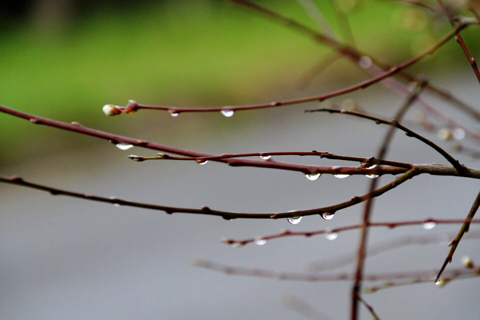 Nature outdoor dew