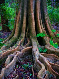 Root trunk