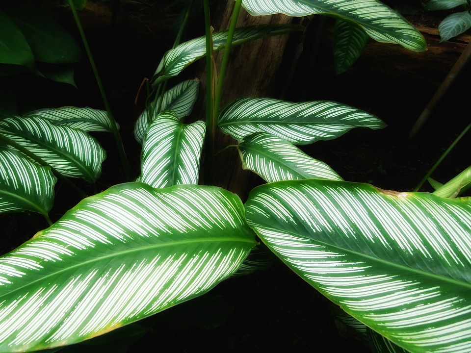 Green beautiful nature