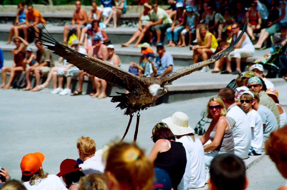 Bird predatory nature