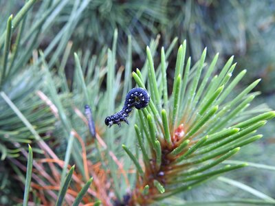 Caterpillar pine Free photos