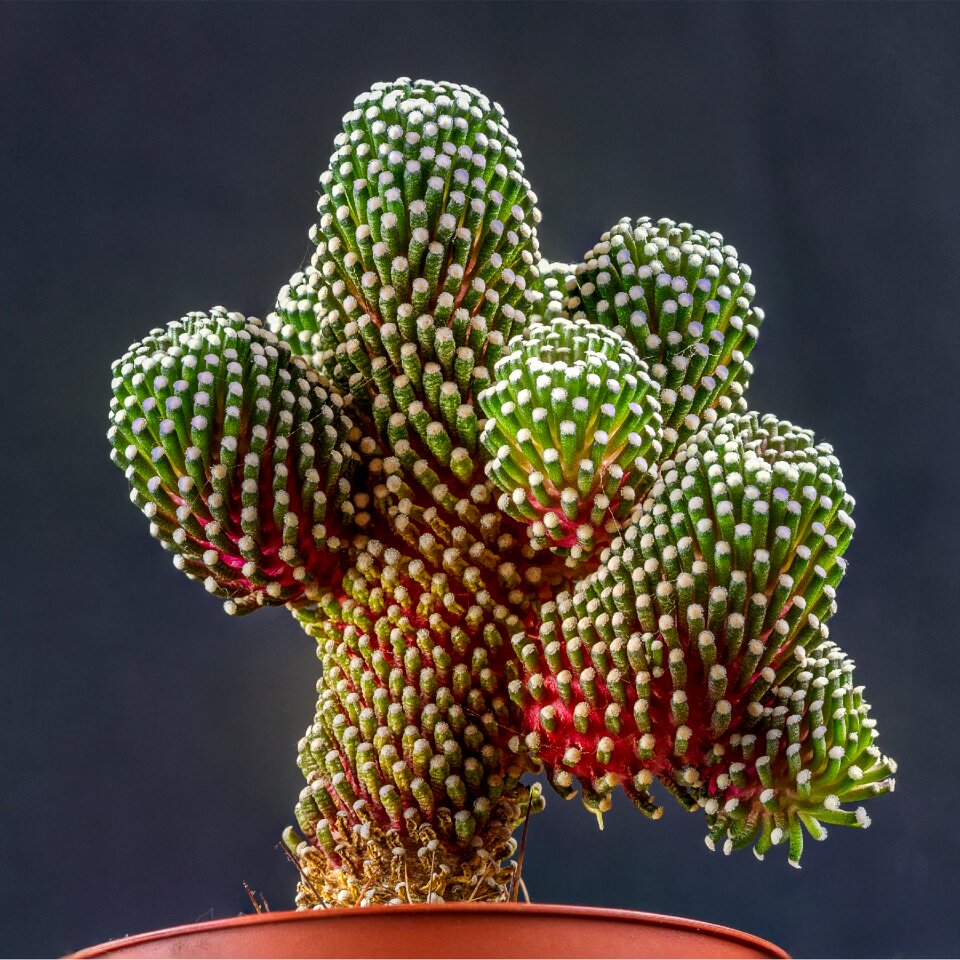 Flower mammillaria-luethy mammillaria