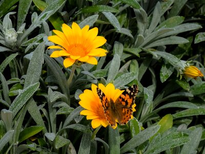 Flower yellow ammophilous