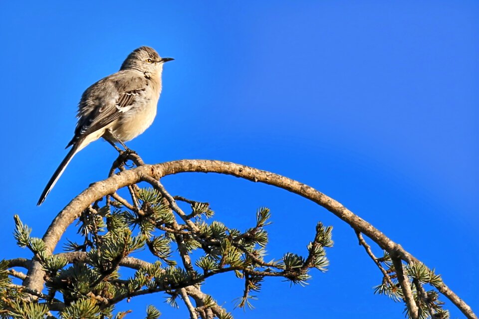 Outdoors tree animal