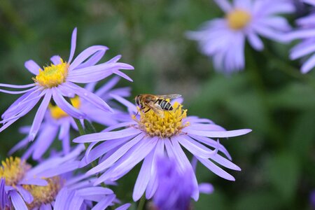 Summer garden bee