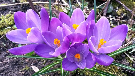 Garden spring purple crocuses