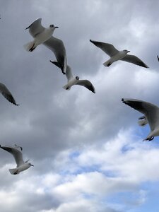 Seagull flight animal world