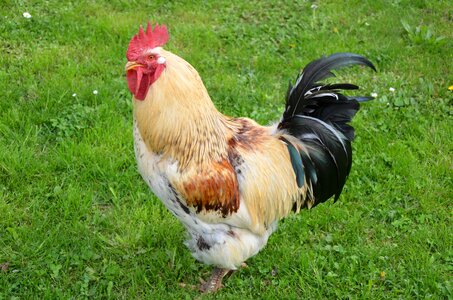 Bird farm nature