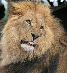 Lions head male lion big cat photo