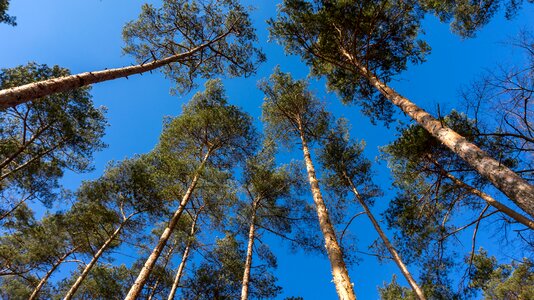 Nature sky pine