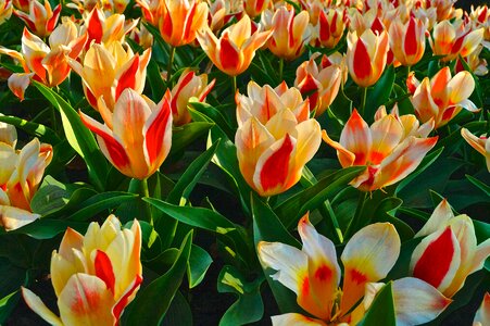 Garden nature tulips