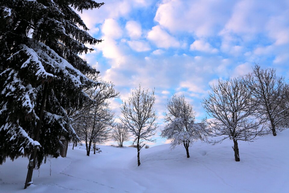 Cold tree