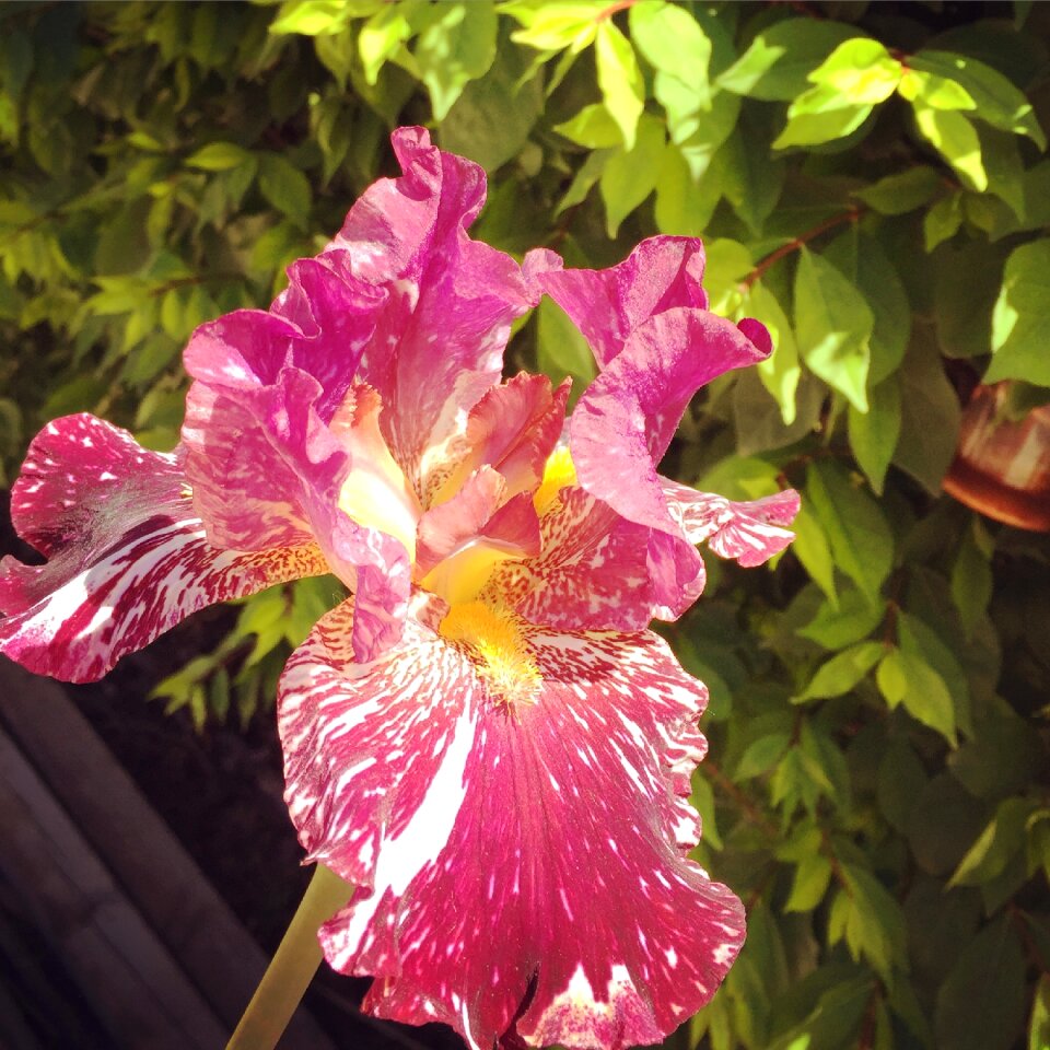 Petal leaf iris