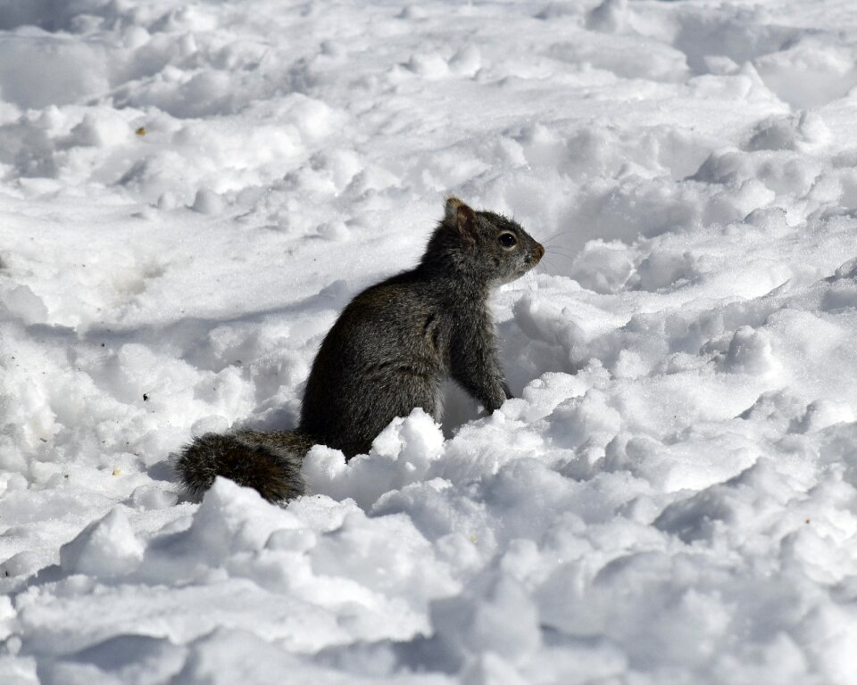 Squirrel wildlife cute