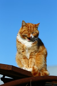 Kitty animals fluffy