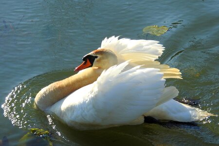 Waters bird nature