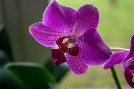 Flowers garden petal photo