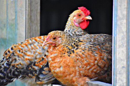 Farm chicken photo