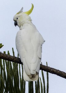 Bird intelligent smart photo