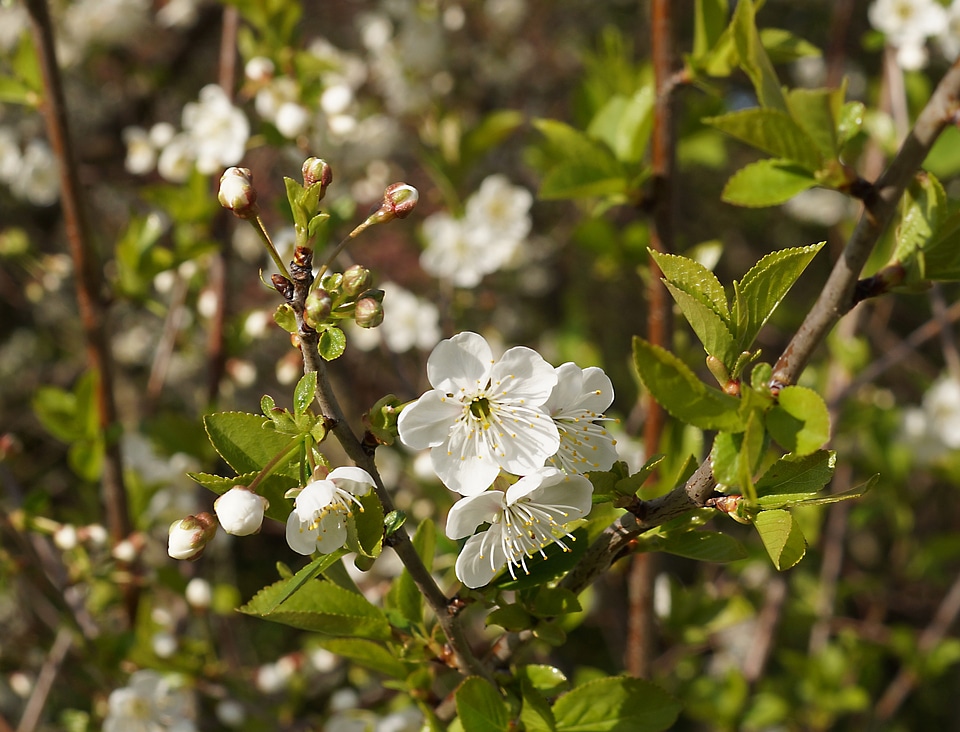 White blossom spring petite
