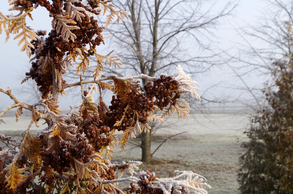 Nature winter season photo