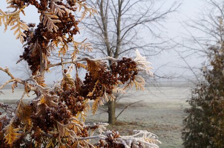Nature winter season