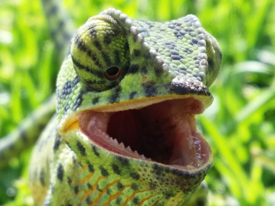 Camouflage animal wildlife