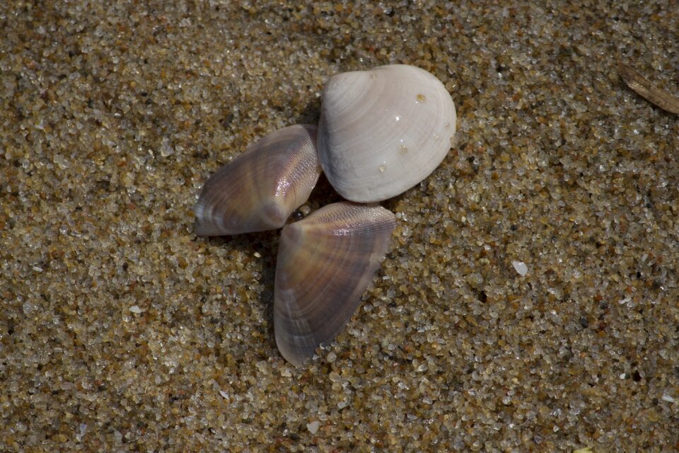 Beach seashore