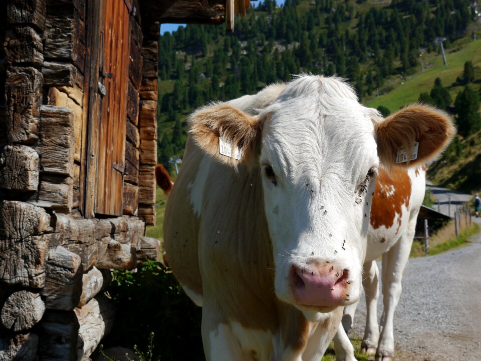 Agriculture farm cattle
