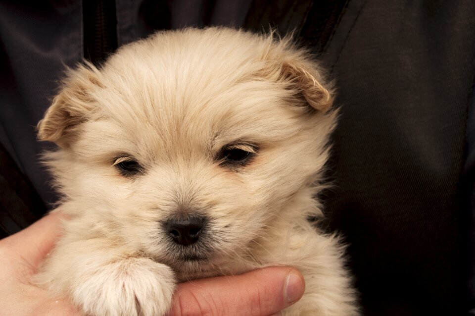 Cute portrait puppy