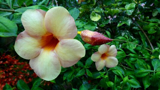 Plant nature garden