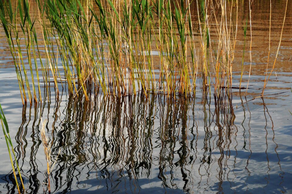 Outdoors marsh lake