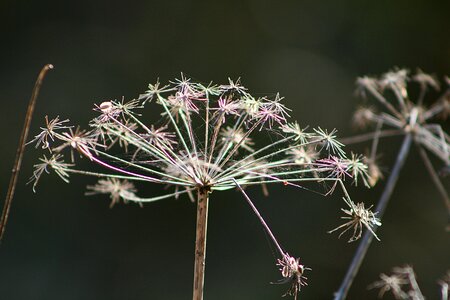 Close up seeds winter