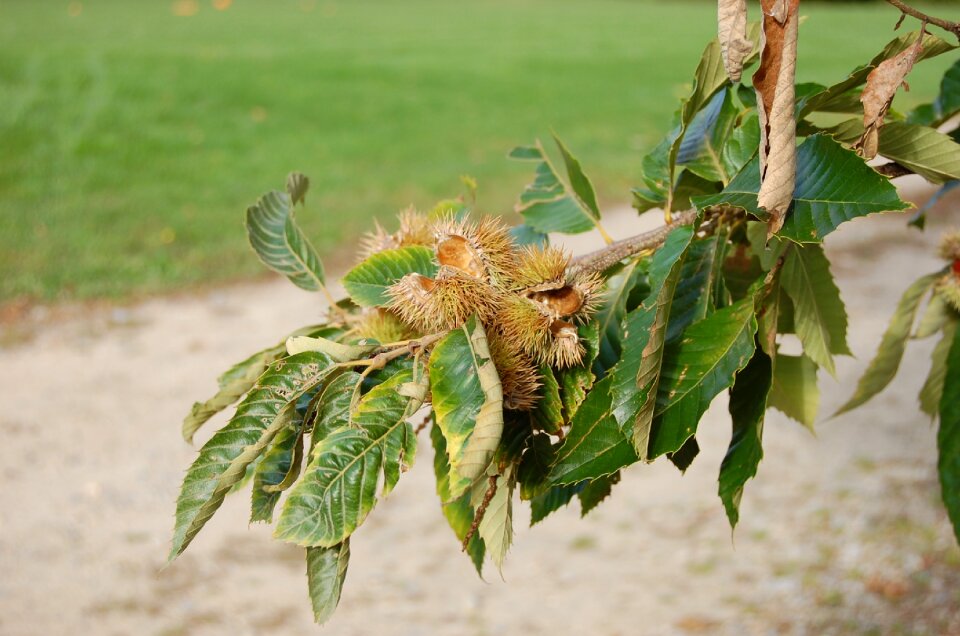 Outdoors wood chestnut