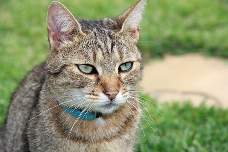 Friend tabby cute