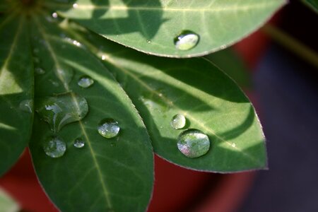 Plant rain nature photo